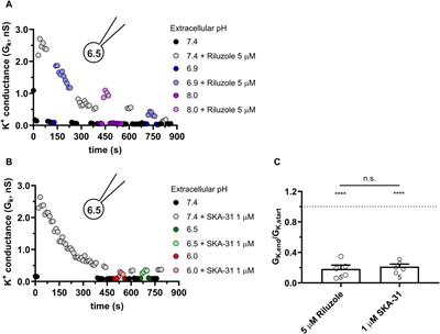 Intracellular acidity impedes KCa3.1 activation by Riluzole and SKA-31